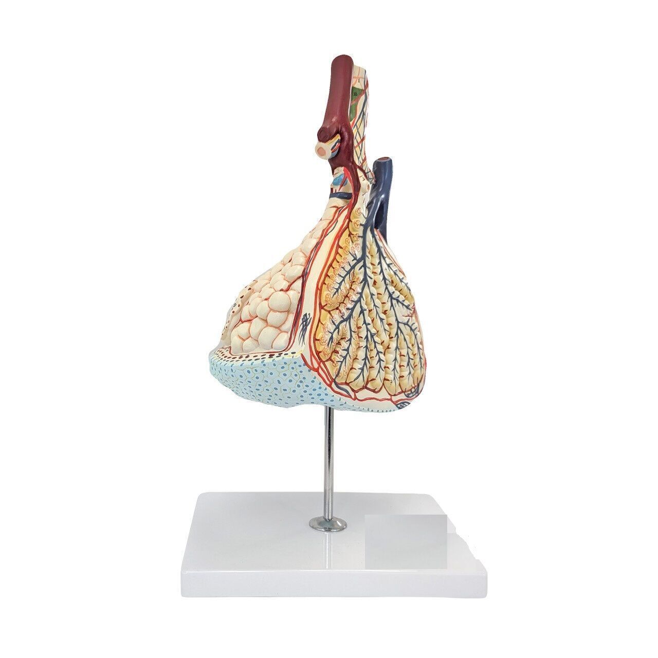 3D Model of Pulmonary Lobule  3D print model_13