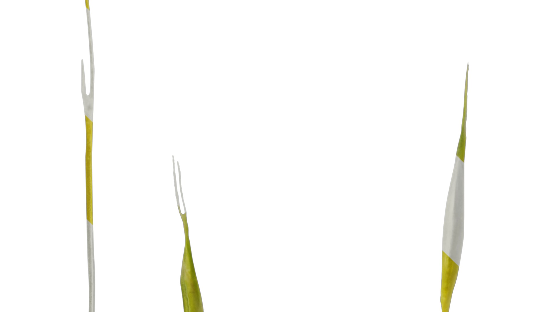 Anydrafts Hakonechloa macra aureola Flower 02 Texture_3