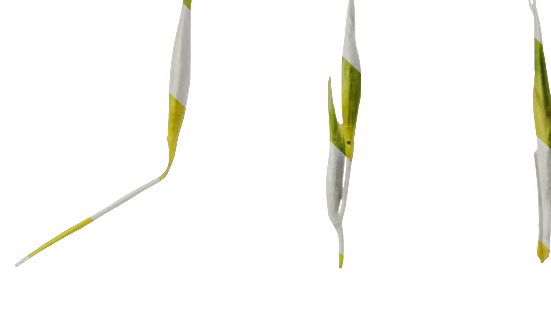 Anydrafts Hakonechloa macra aureola Flower 02 Texture_7