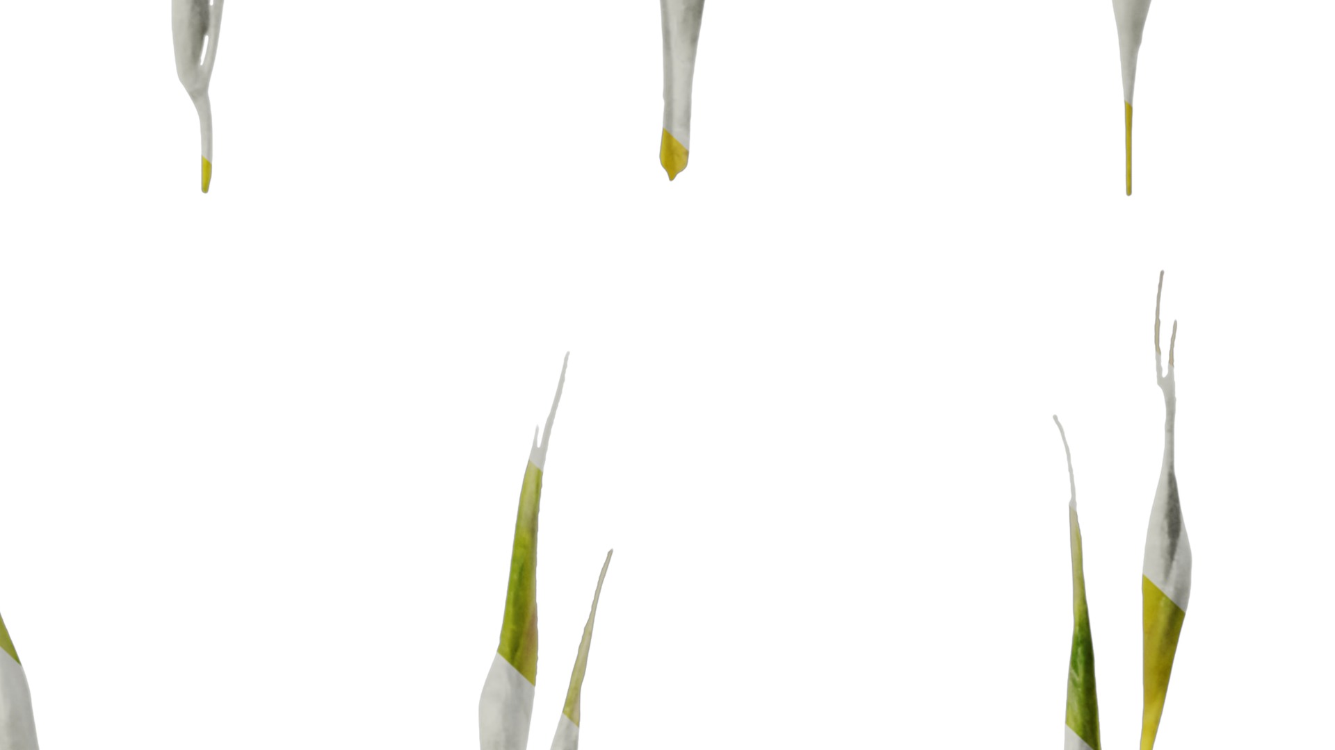 Anydrafts Hakonechloa macra aureola Flower 02 Texture_6