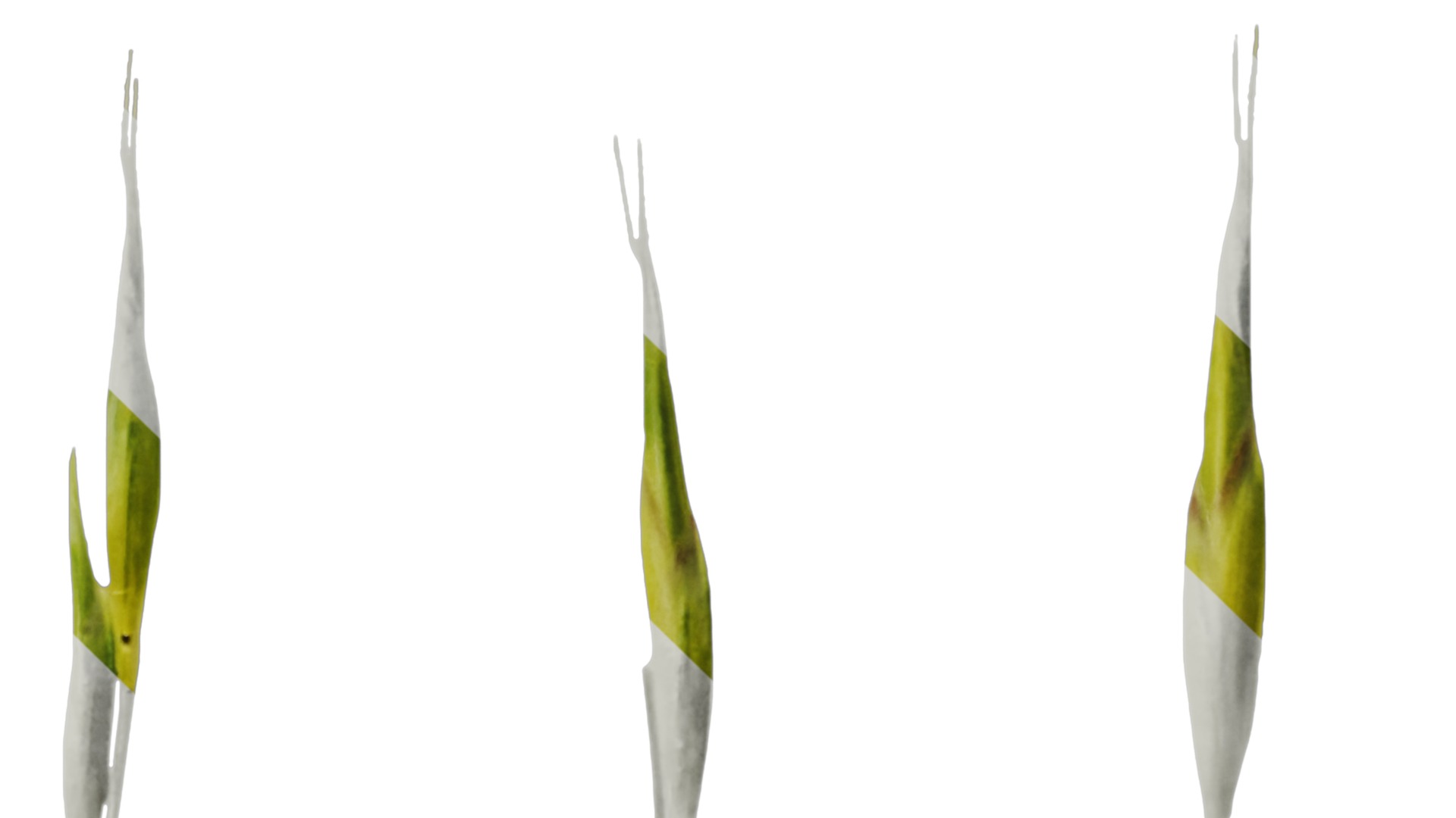 Anydrafts Hakonechloa macra aureola Flower 02 Texture_4