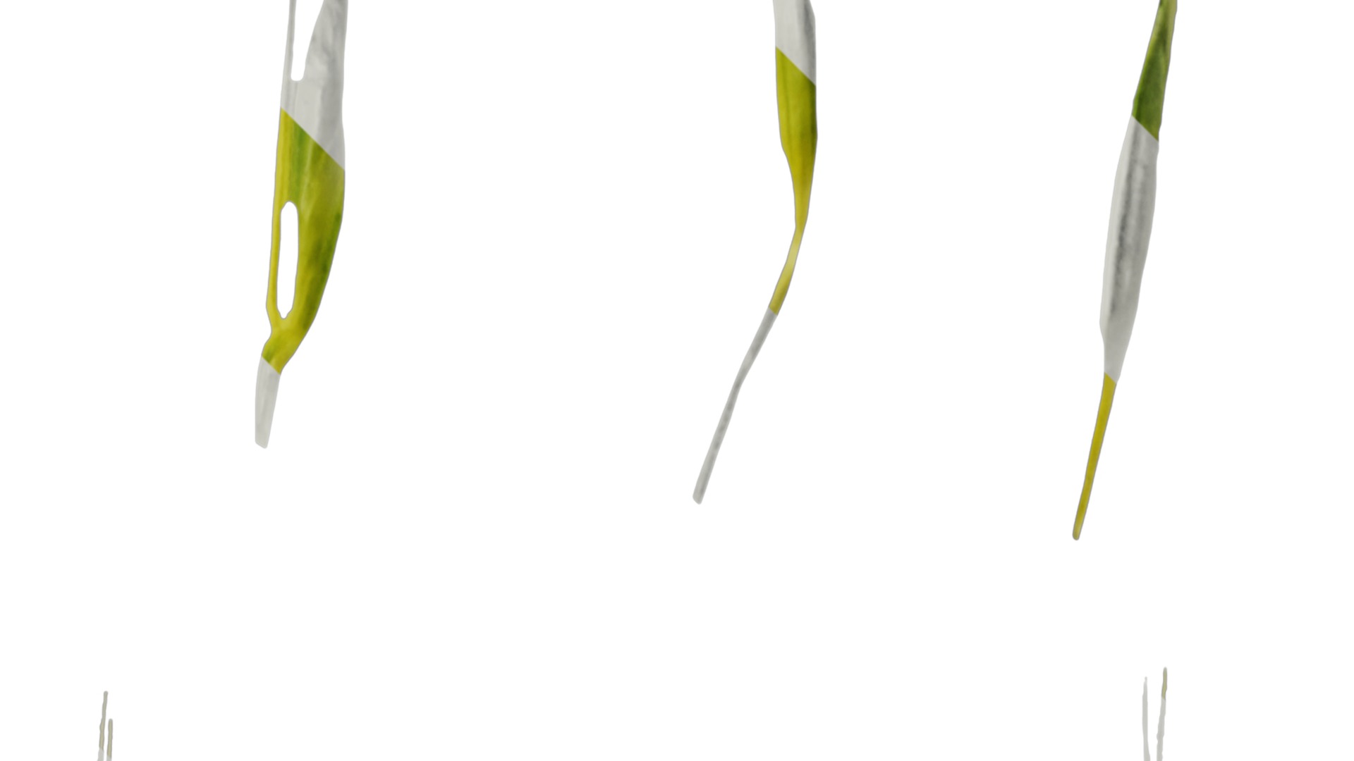 Anydrafts Hakonechloa macra aureola Flower 02 Texture_2