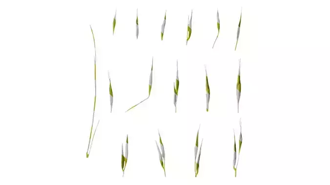 Anydrafts Hakonechloa macra aureola Flower 02 Texture