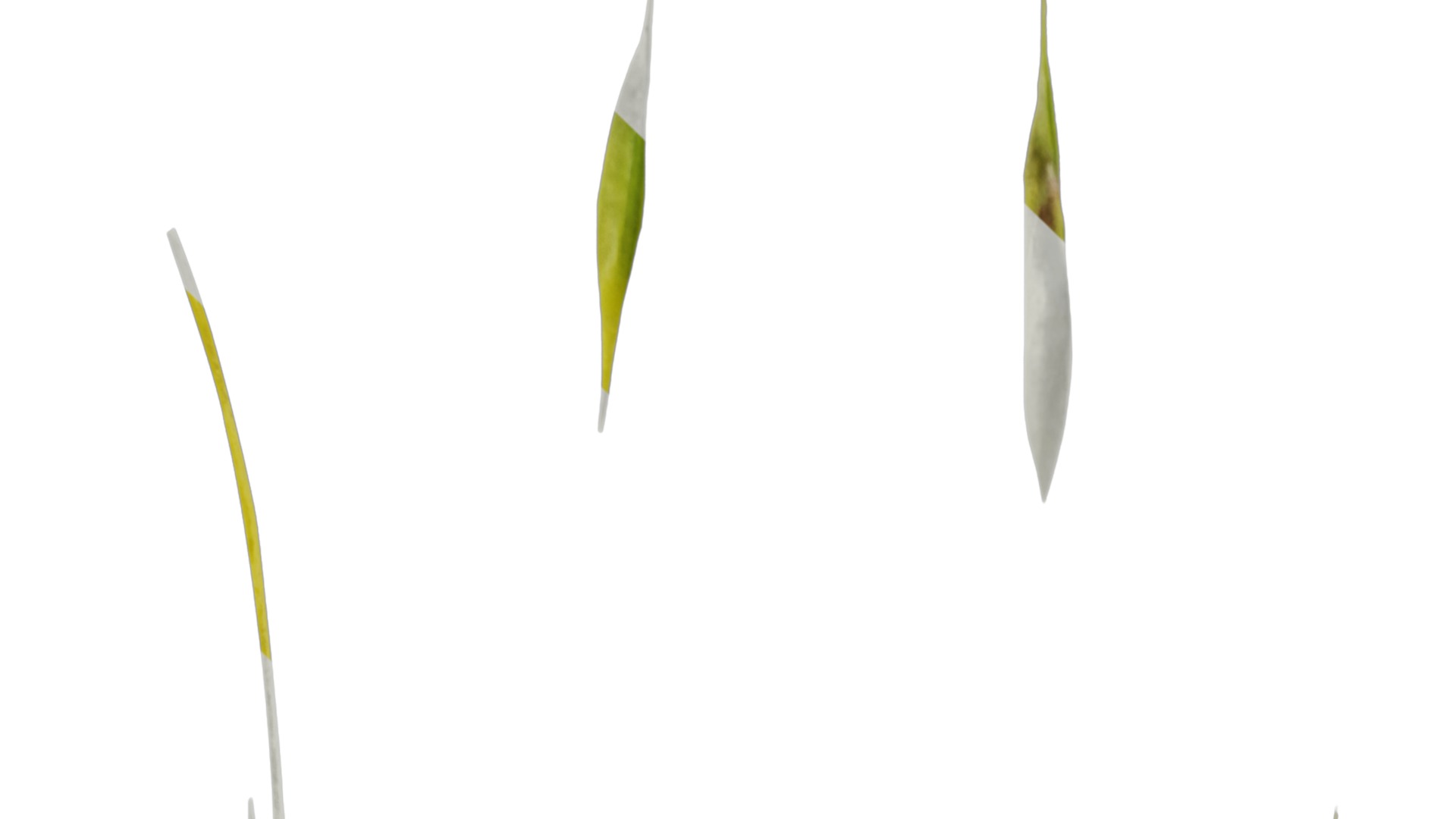 Anydrafts Hakonechloa macra aureola Flower 02 Texture_1