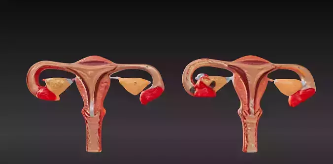 3D Model of Fertilization Process