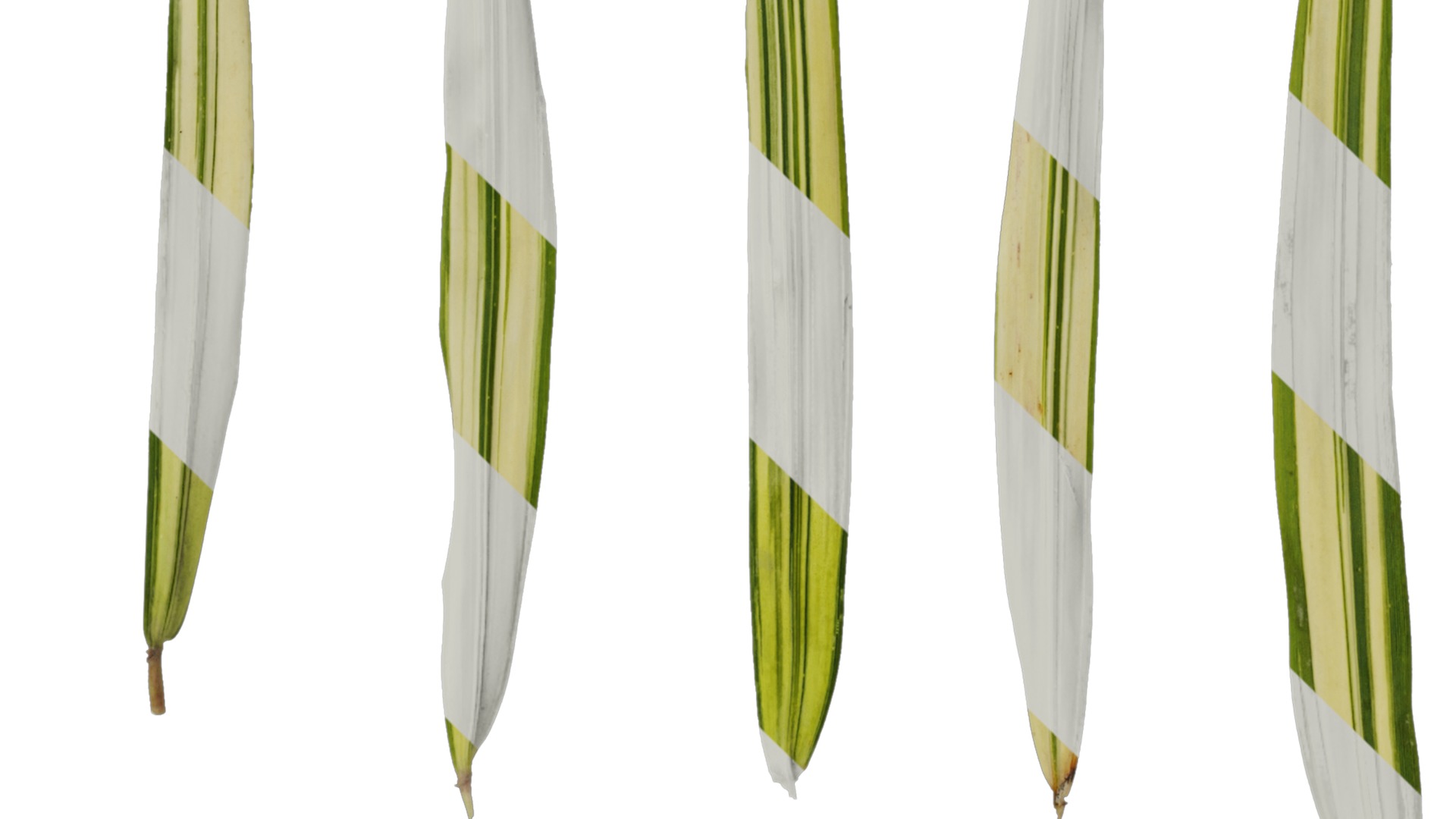 Anydrafts Hakonechloa macra aureola Leaf 01 Texture_4