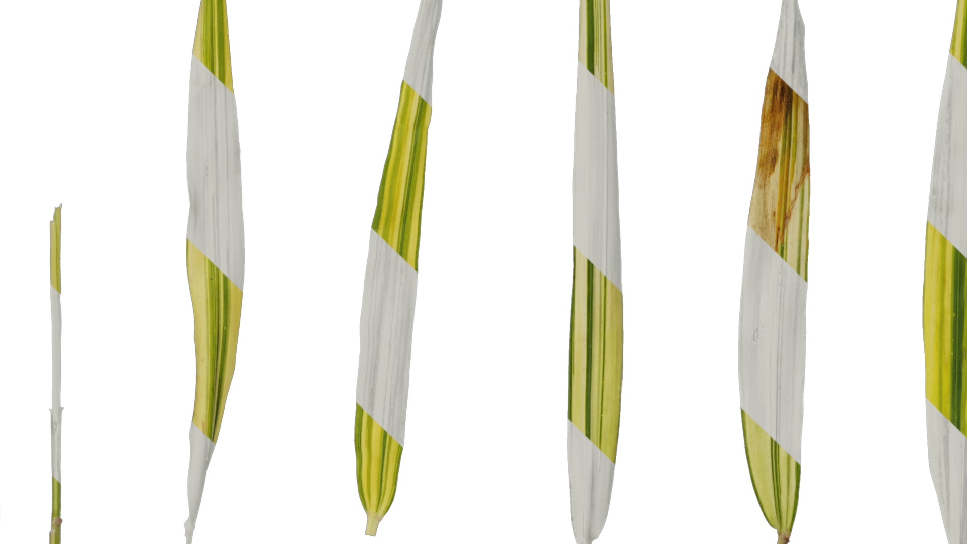 Anydrafts Hakonechloa macra aureola Leaf 01 Texture_3