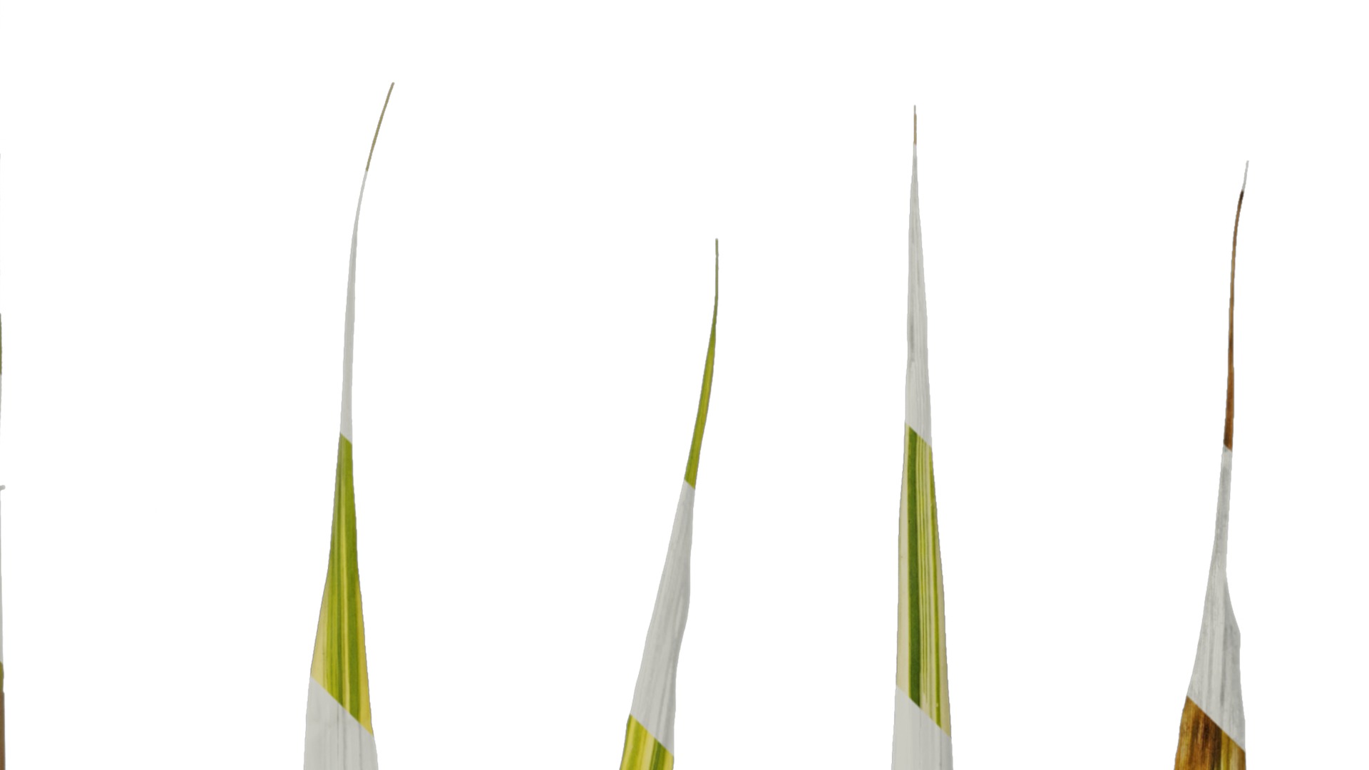 Anydrafts Hakonechloa macra aureola Leaf 01 Texture_1