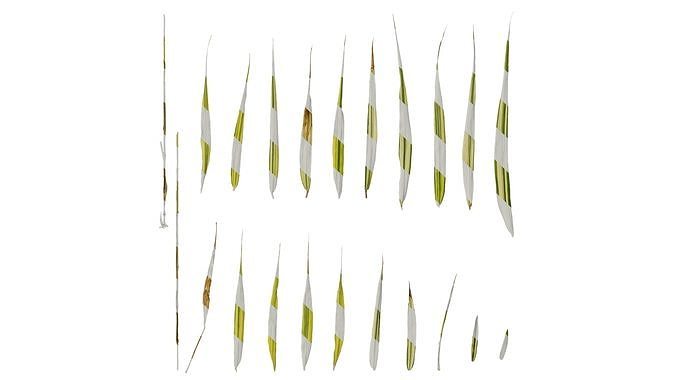 Anydrafts Hakonechloa macra aureola Leaf 01 Texture