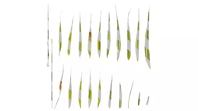 Anydrafts Hakonechloa macra aureola Leaf 01 Texture