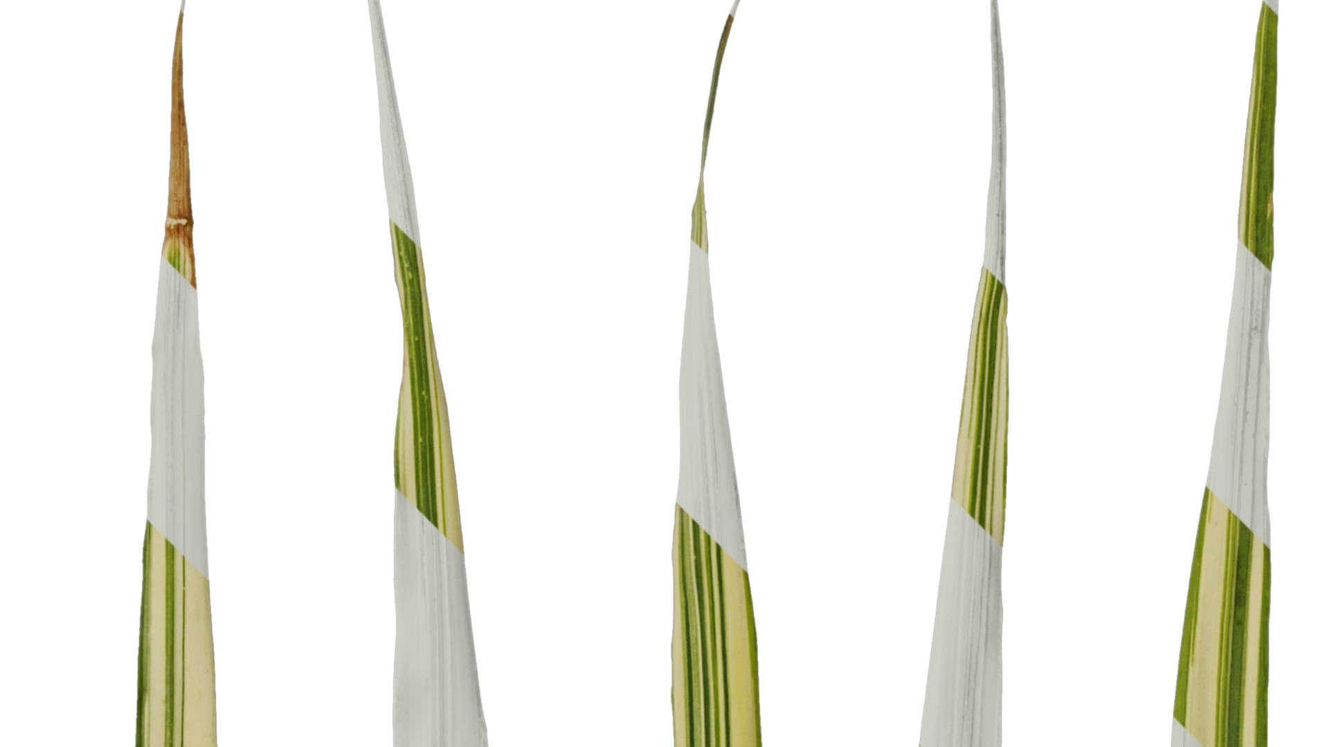 Anydrafts Hakonechloa macra aureola Leaf 01 Texture_2