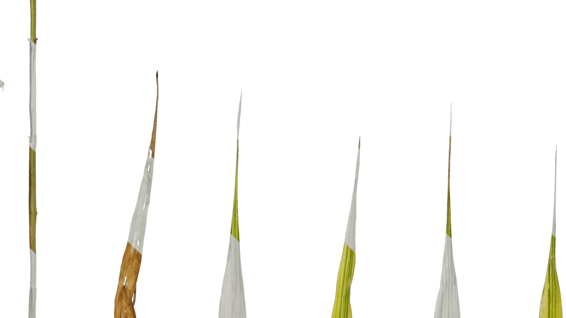 Anydrafts Hakonechloa macra aureola Leaf 01 Texture_5