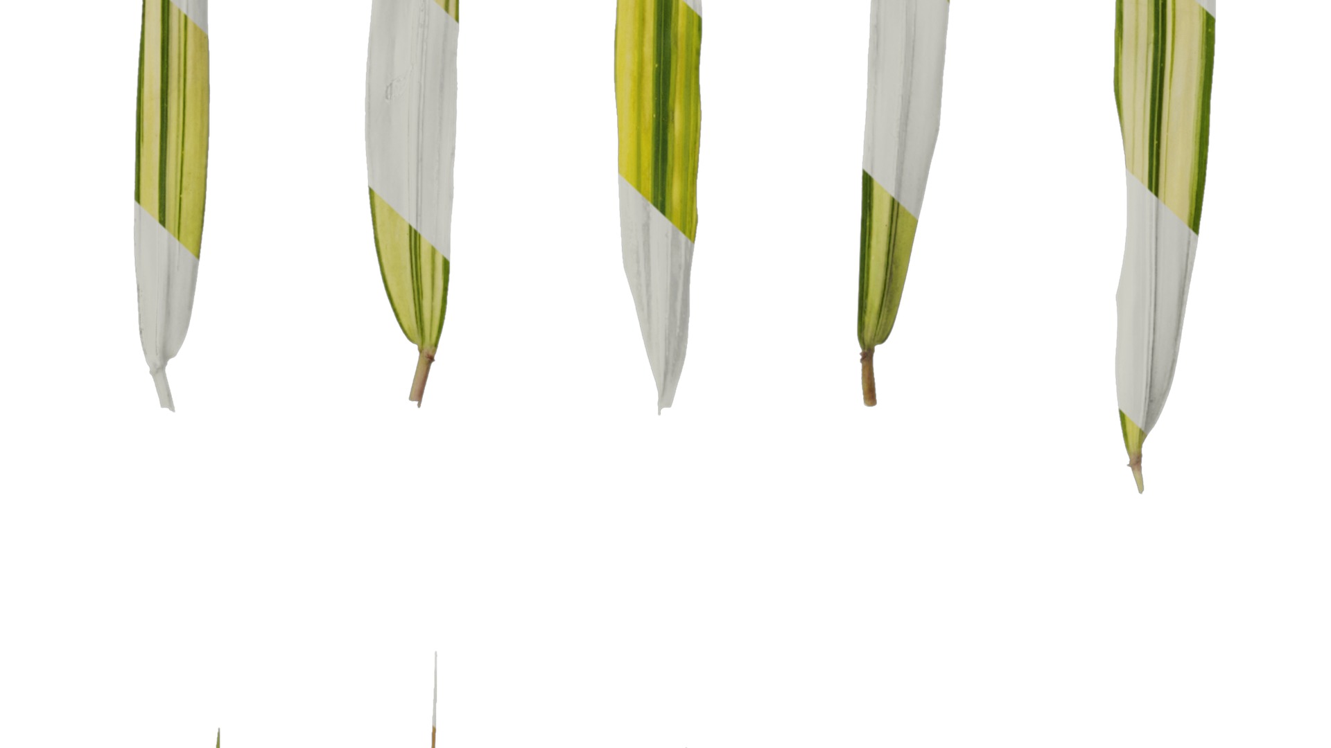 Anydrafts Hakonechloa macra aureola Leaf 01 Texture_7