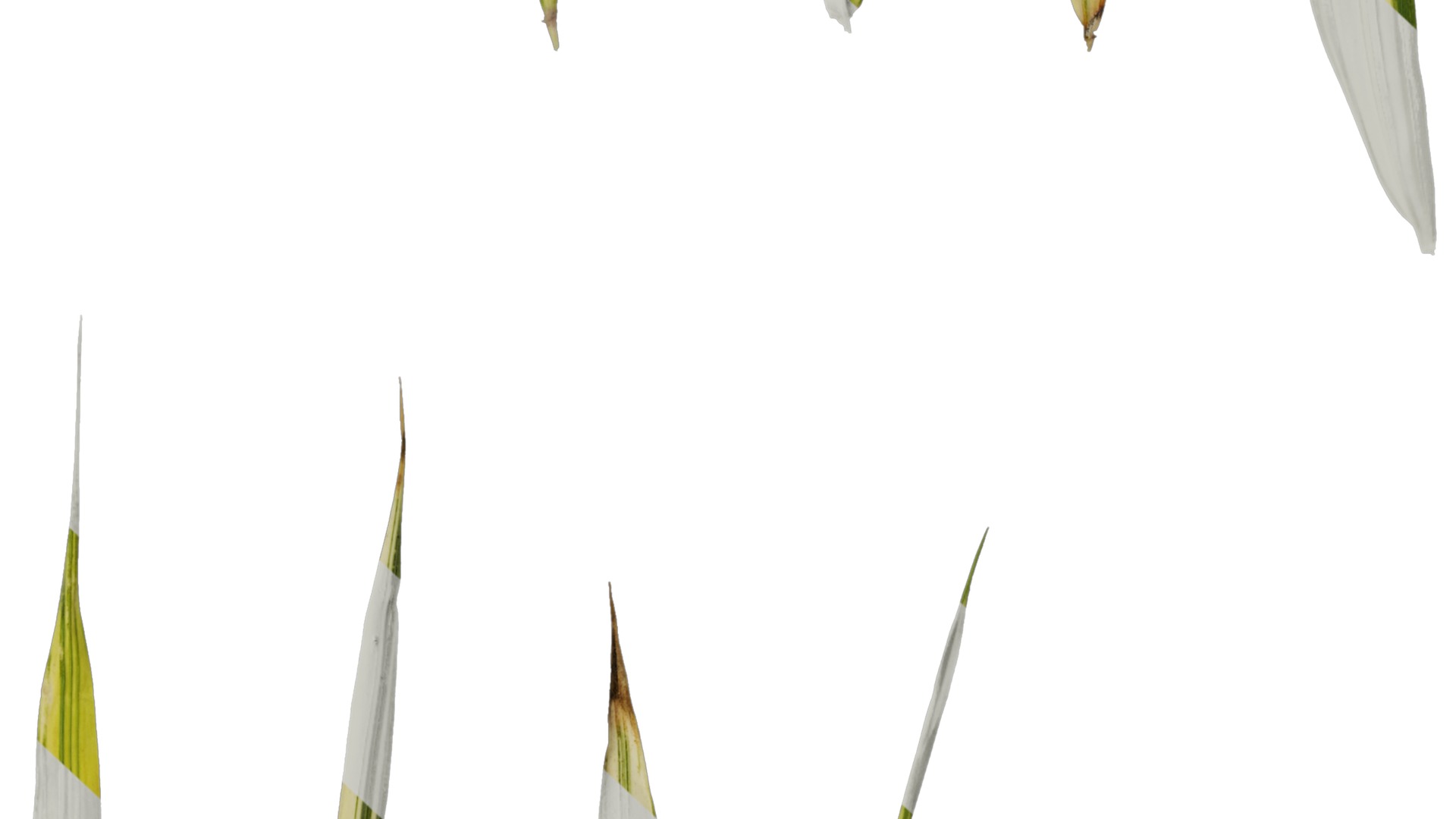 Anydrafts Hakonechloa macra aureola Leaf 01 Texture_6