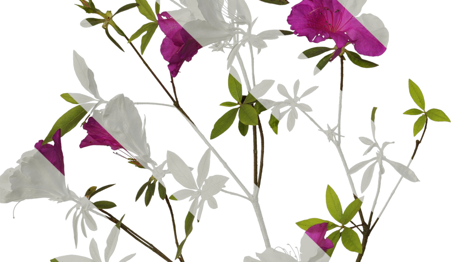 Anydrafts Rhododendron pulchrum Atlas 04 Texture_3