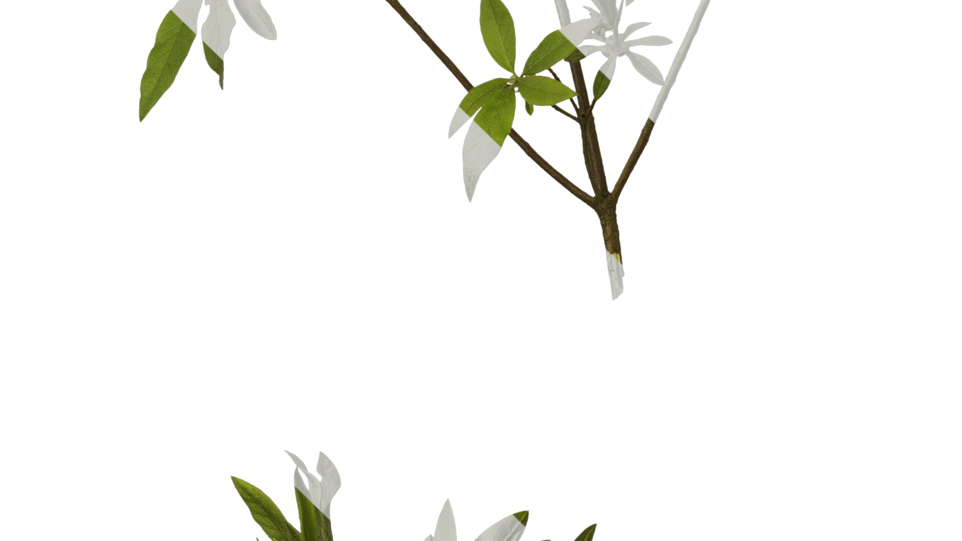 Anydrafts Rhododendron pulchrum Atlas 04 Texture_5