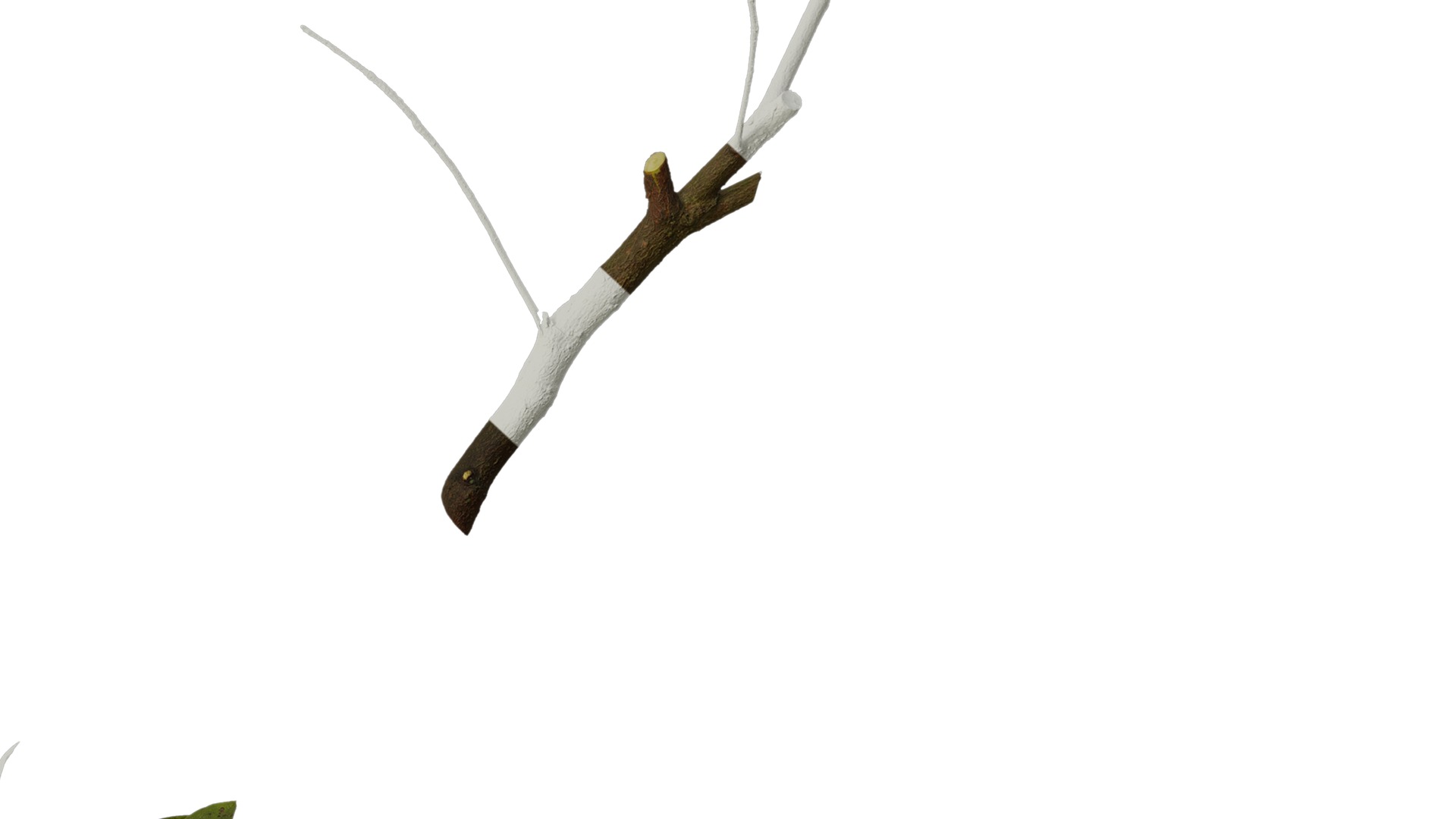 Anydrafts Rhododendron pulchrum Atlas 04 Texture_6