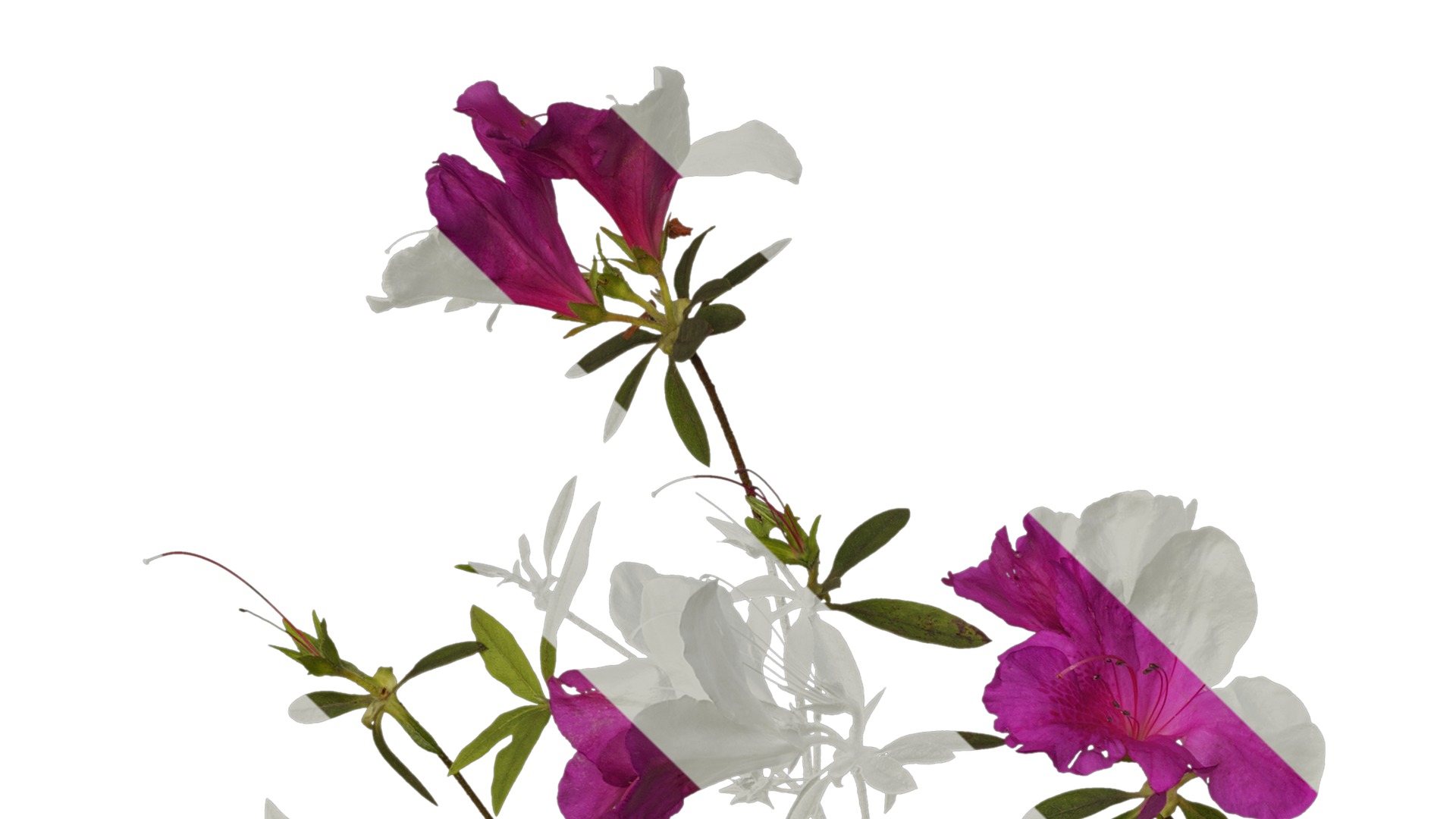 Anydrafts Rhododendron pulchrum Atlas 04 Texture_1