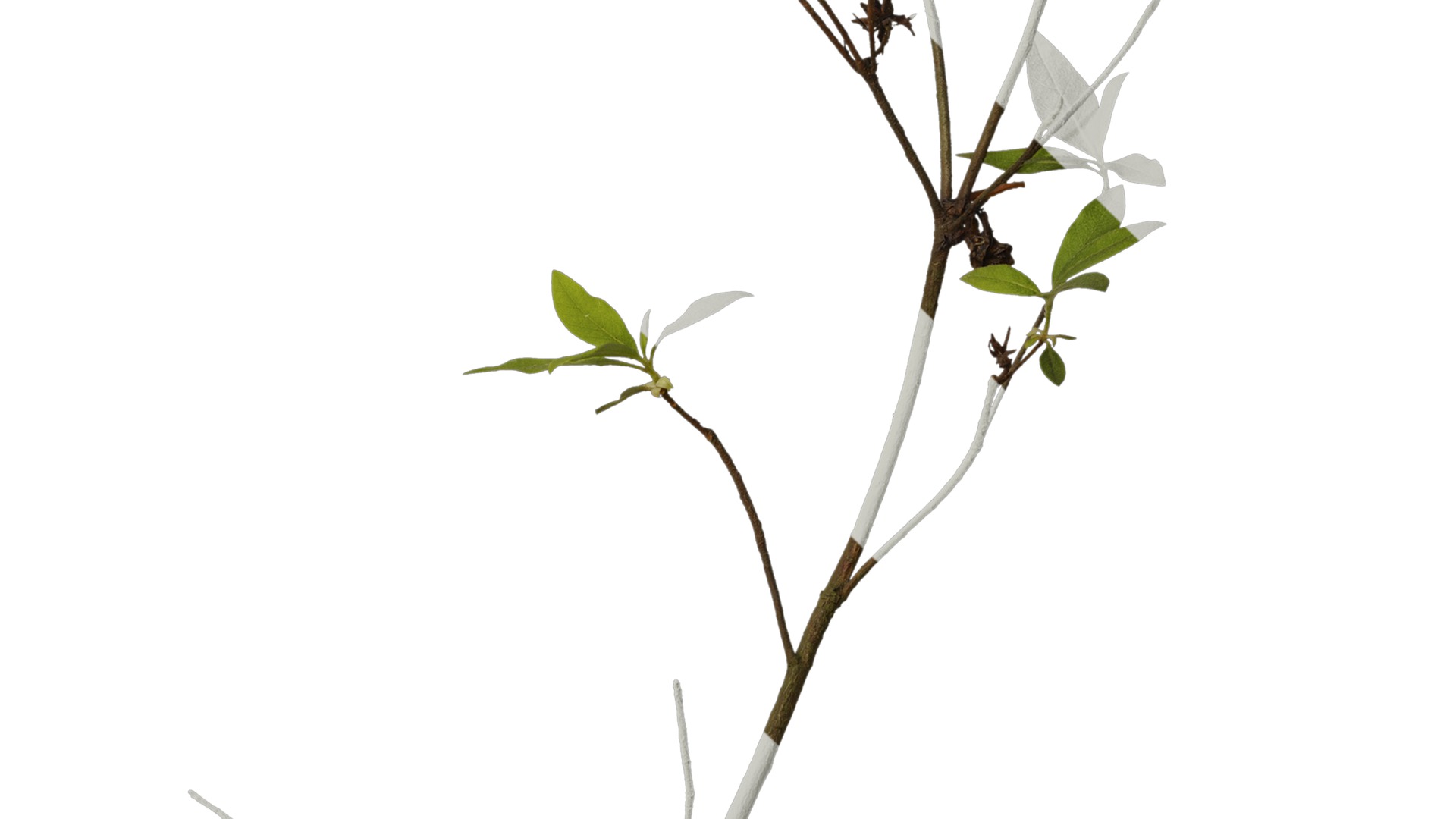 Anydrafts Rhododendron pulchrum Atlas 04 Texture_4