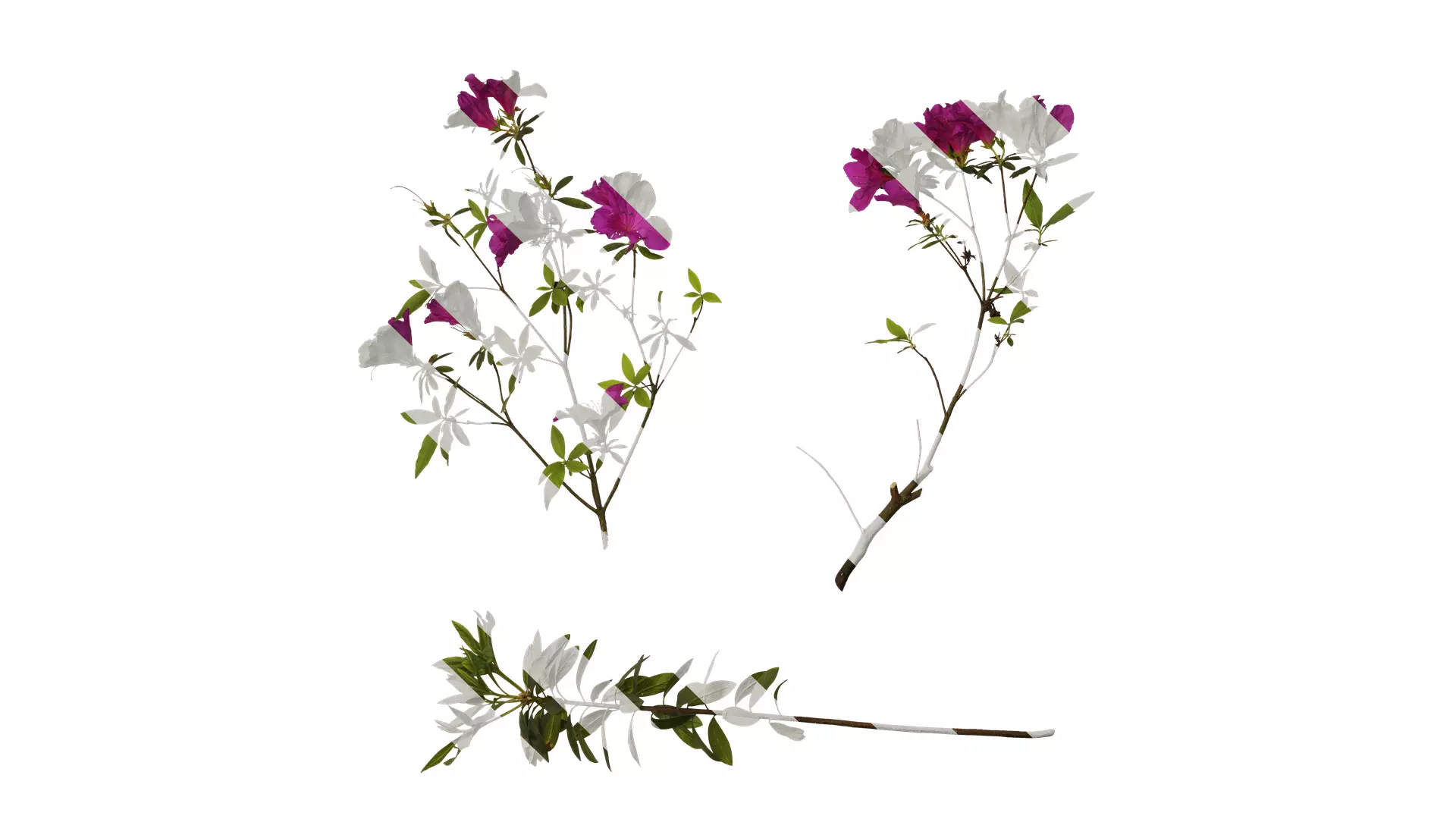 Anydrafts Rhododendron pulchrum Atlas 04 Texture_0