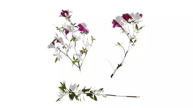 Anydrafts Rhododendron pulchrum Atlas 04