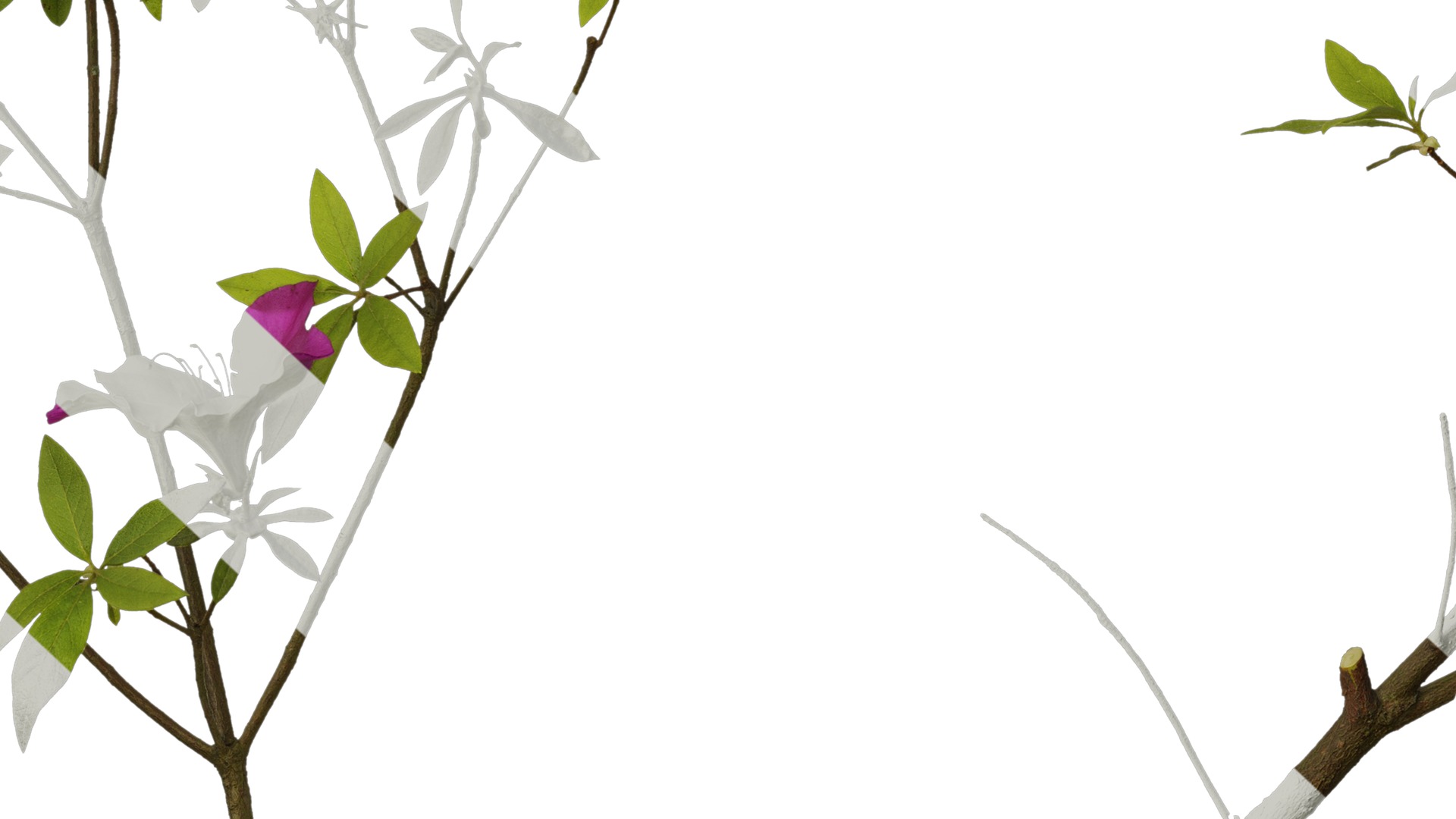 Anydrafts Rhododendron pulchrum Atlas 04 Texture_7