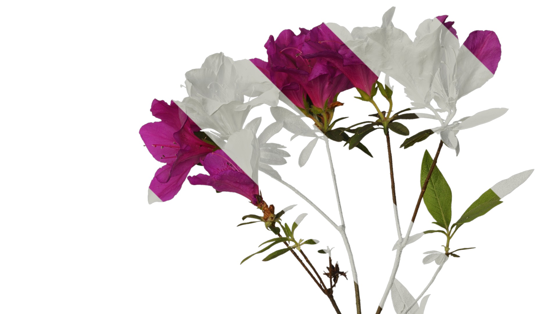 Anydrafts Rhododendron pulchrum Atlas 04 Texture_2