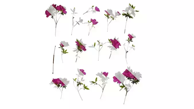 Anydrafts Rhododendron pulchrum Atlas 05