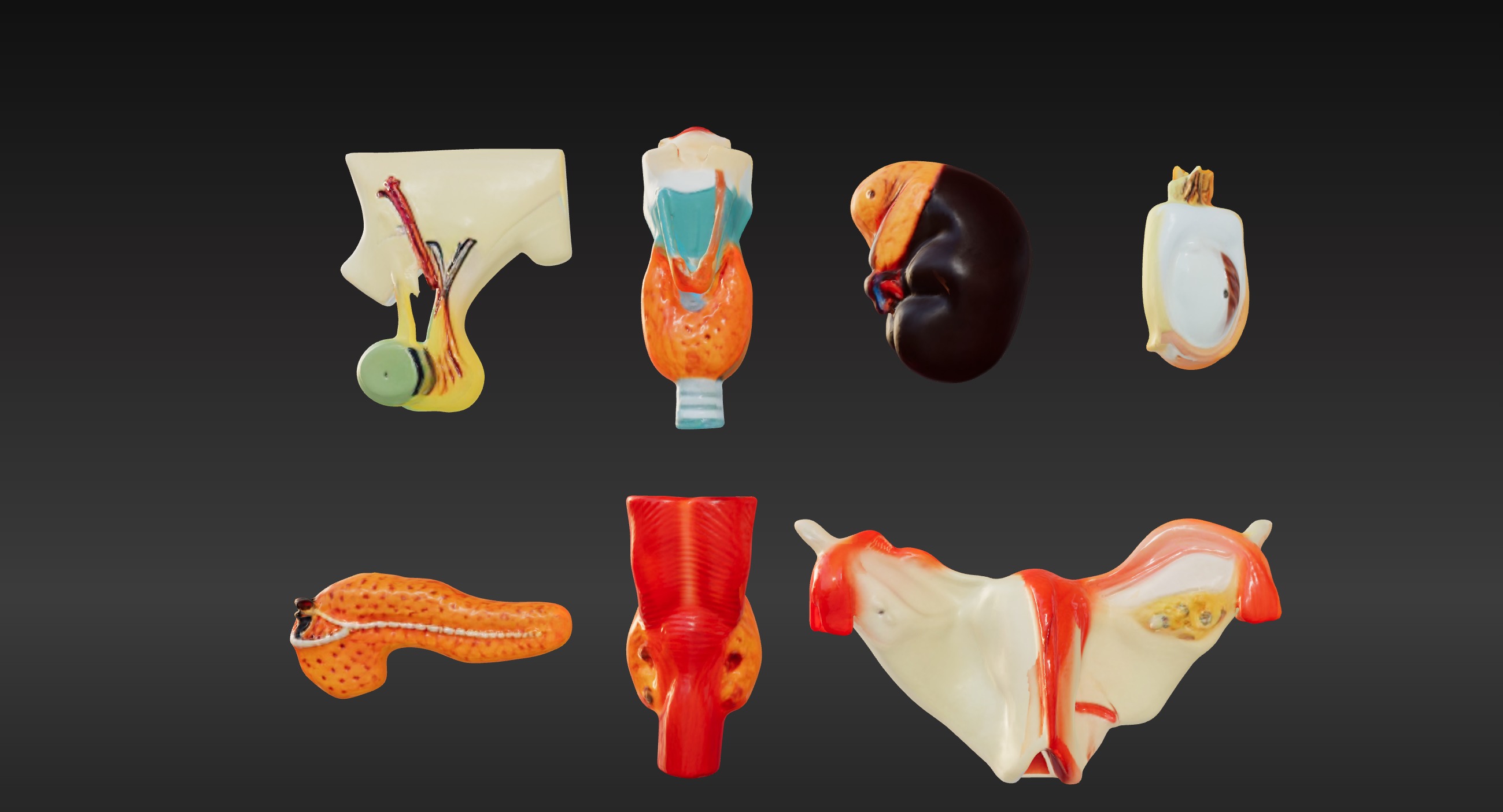 3D Complete Endocrine Gland Set Anatomy Model 3D print model_4