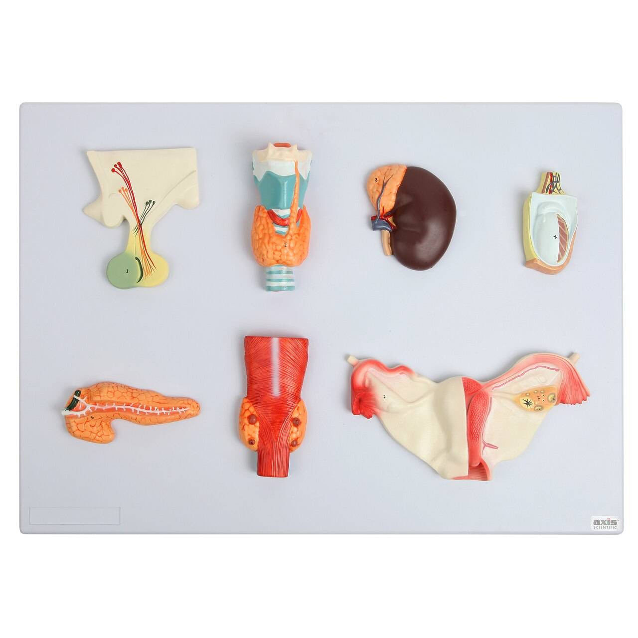 3D Complete Endocrine Gland Set Anatomy Model 3D print model_12