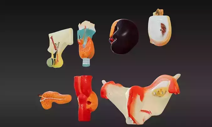 3D Complete Endocrine Gland Set Anatomy Model 3D print model