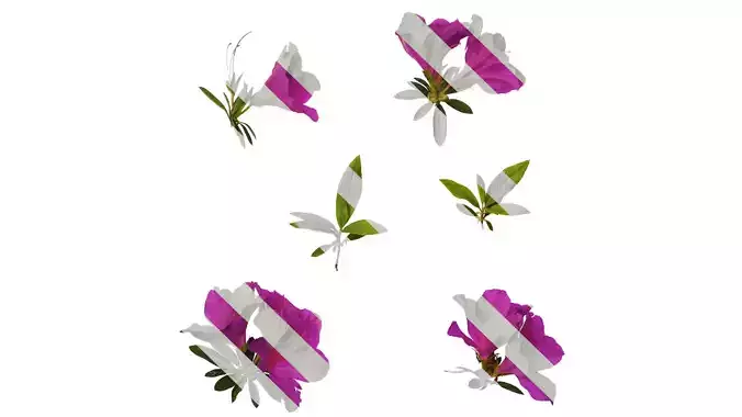 Anydrafts Rhododendron pulchrum Atlas 06