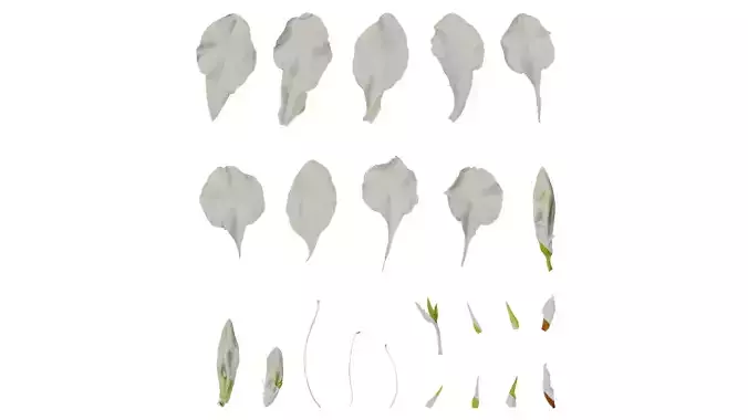 Anydrafts Rhododendron pulchrum Flower 01