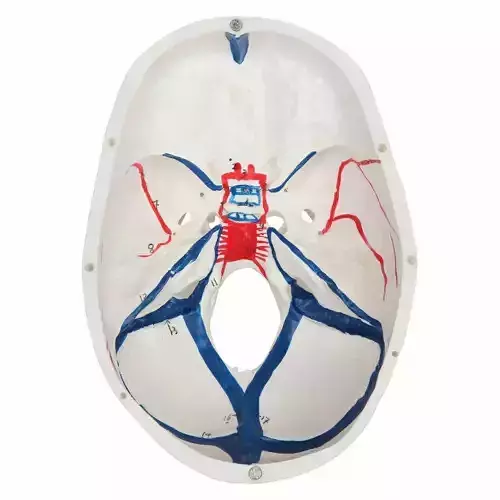 3D Model of Skull with Blood Vessels 3D print model