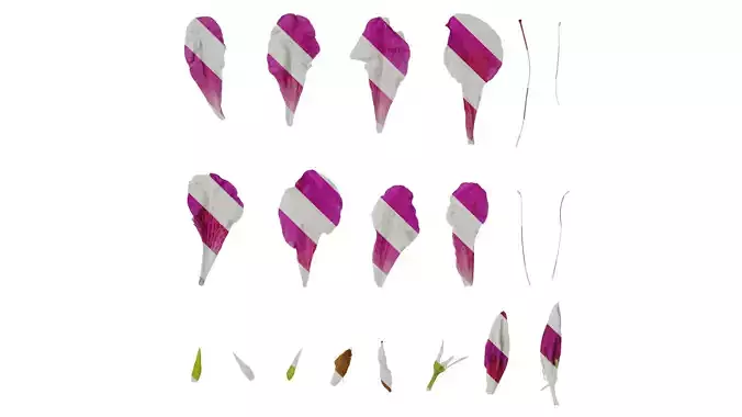 Anydrafts Rhododendron pulchrum Flower 02