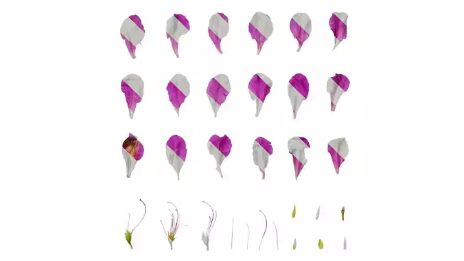 Anydrafts Rhododendron pulchrum Flower 03