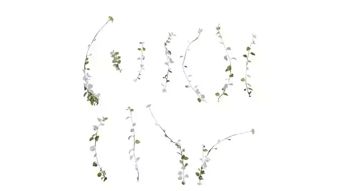 Anydrafts Helichrysum microphyllum Atlas 02