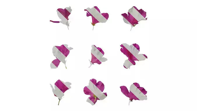 Anydrafts Rhododendron pulchrum Flower 05