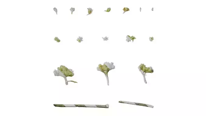 Anydrafts Helichrysum microphyllum Flower 01