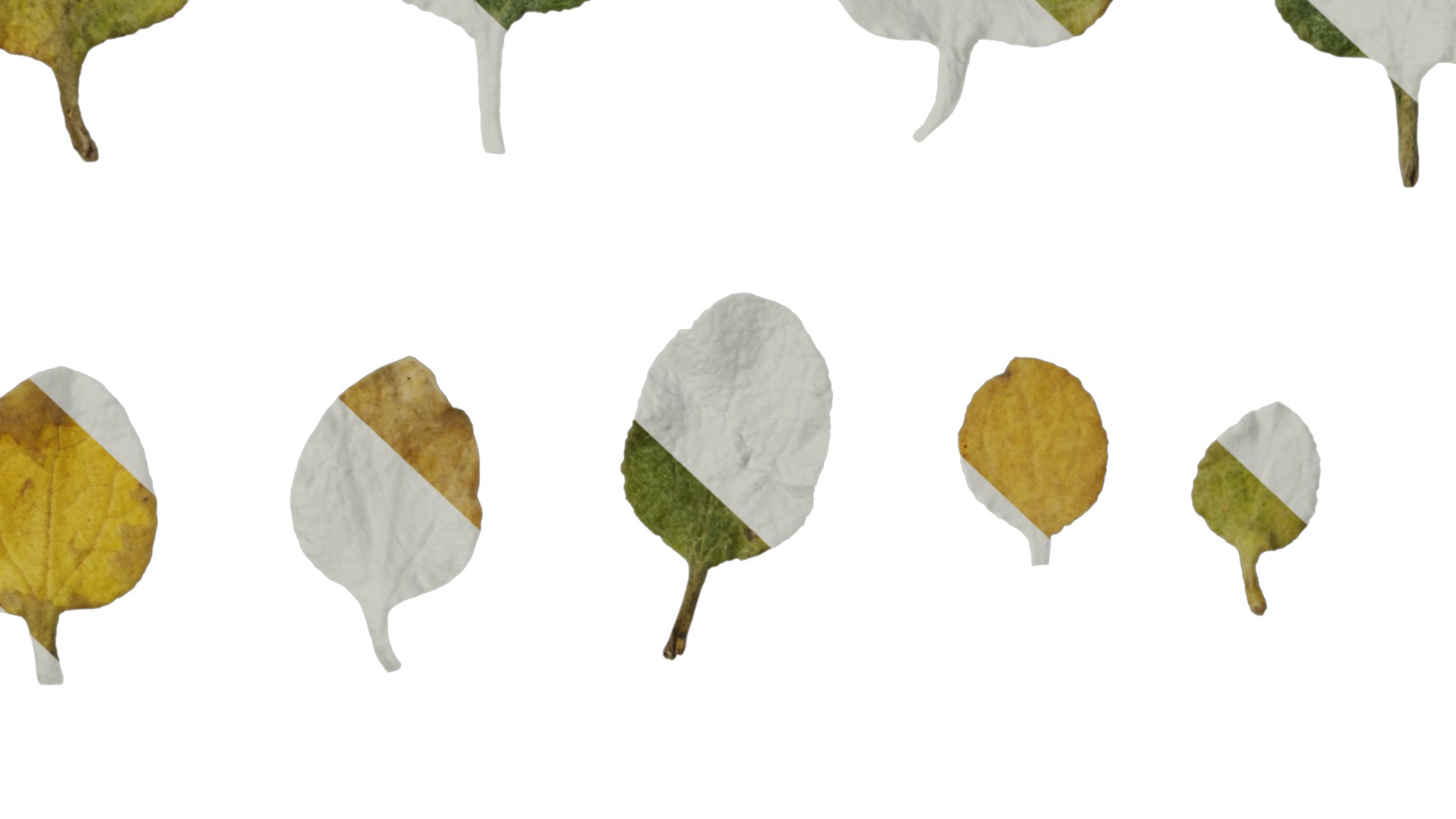 Anydrafts Helichrysum microphyllum Leaf 01 Texture_7