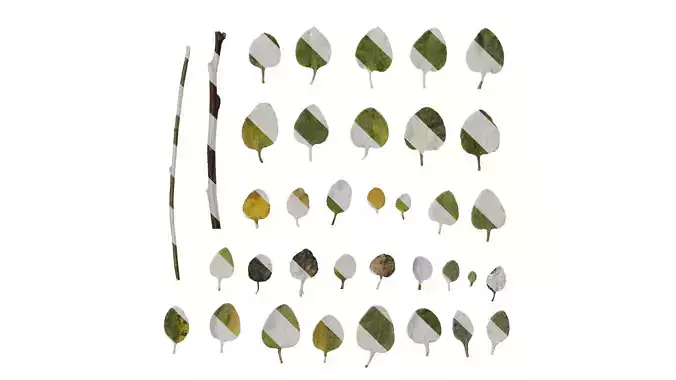 Anydrafts Helichrysum microphyllum Leaf 01