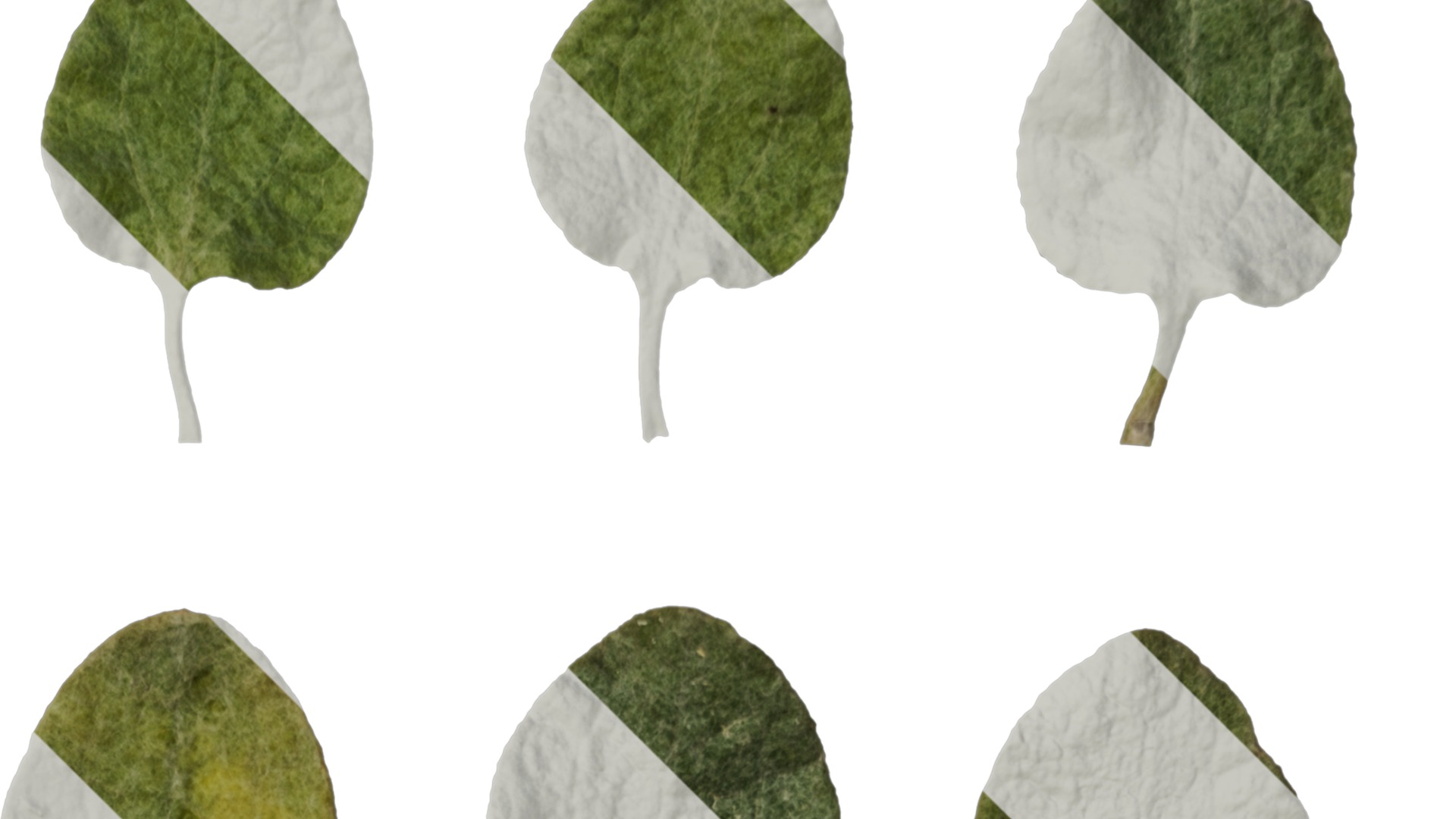 Anydrafts Helichrysum microphyllum Leaf 01 Texture_2