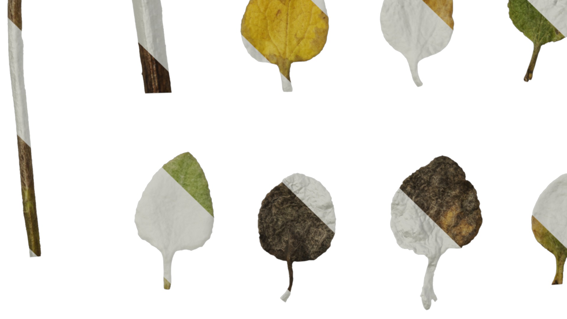 Anydrafts Helichrysum microphyllum Leaf 01 Texture_5