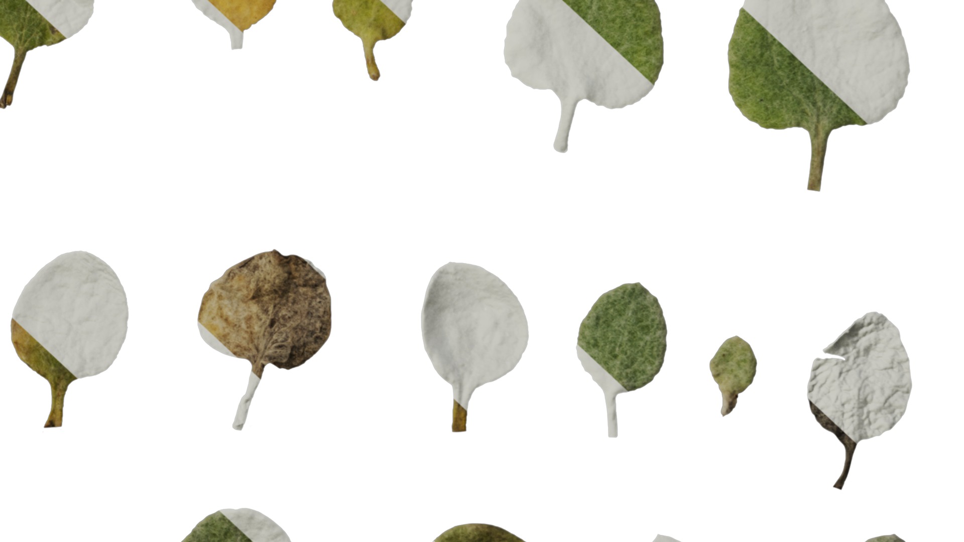 Anydrafts Helichrysum microphyllum Leaf 01 Texture_6