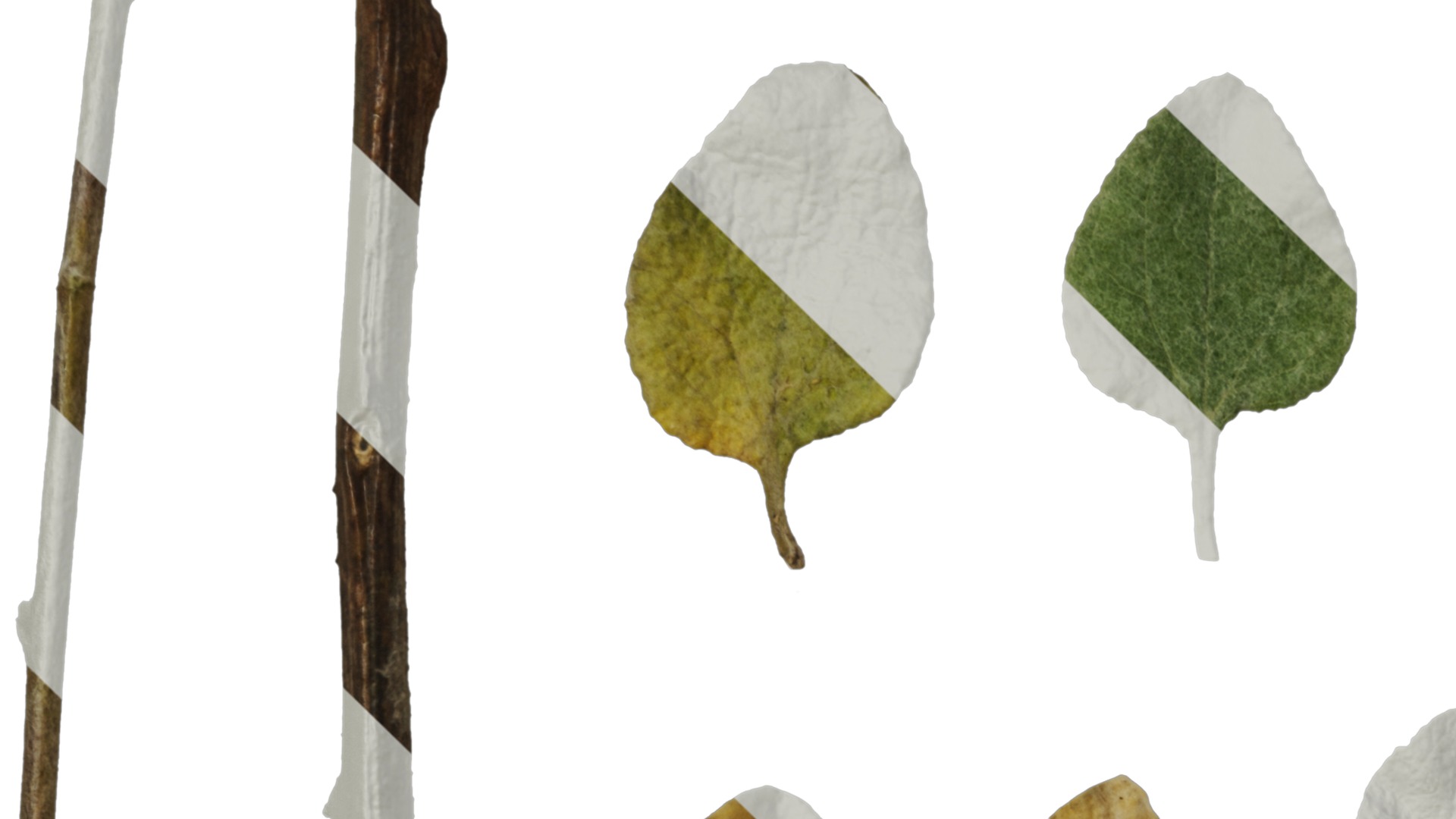 Anydrafts Helichrysum microphyllum Leaf 01 Texture_3