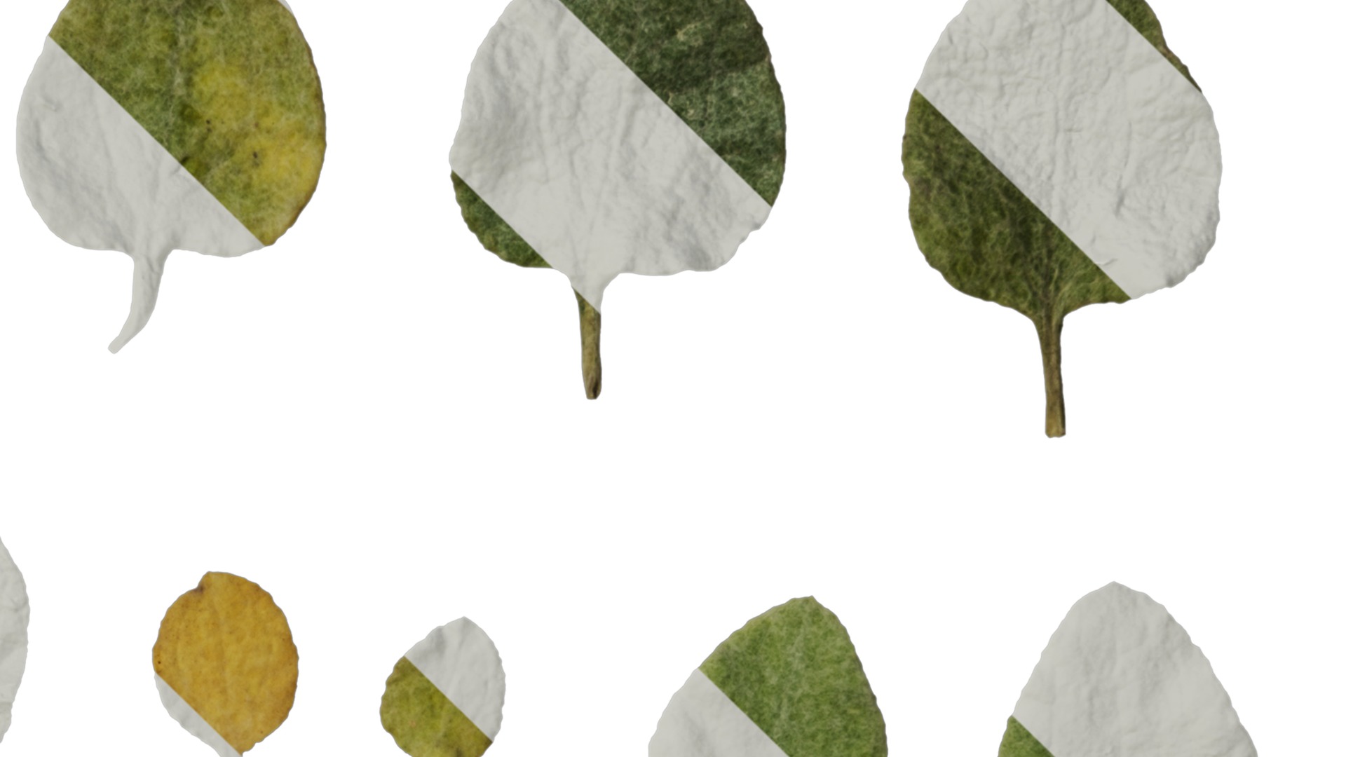 Anydrafts Helichrysum microphyllum Leaf 01 Texture_4