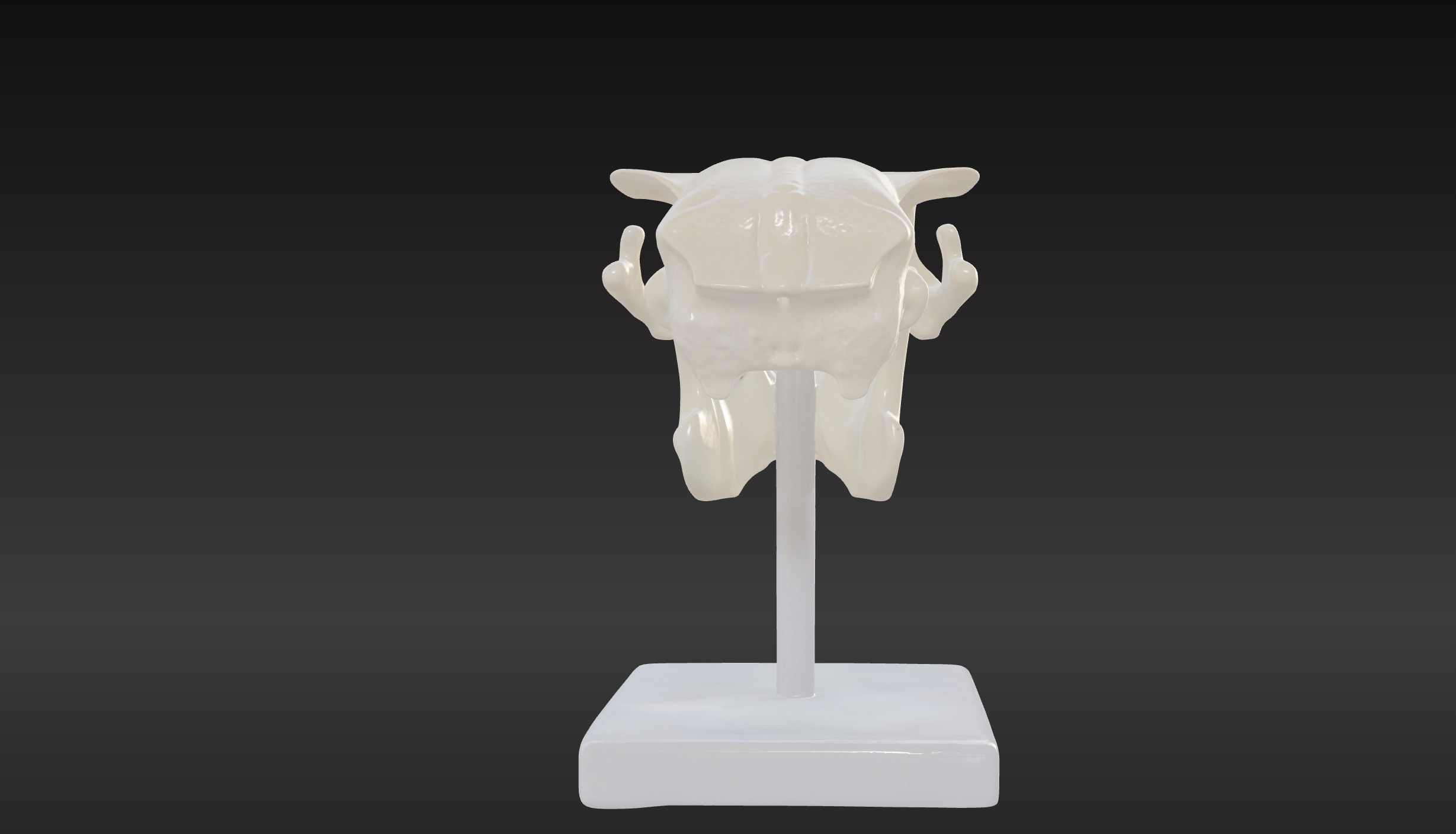 3D Model of Rabbit Skull 3D print model_2