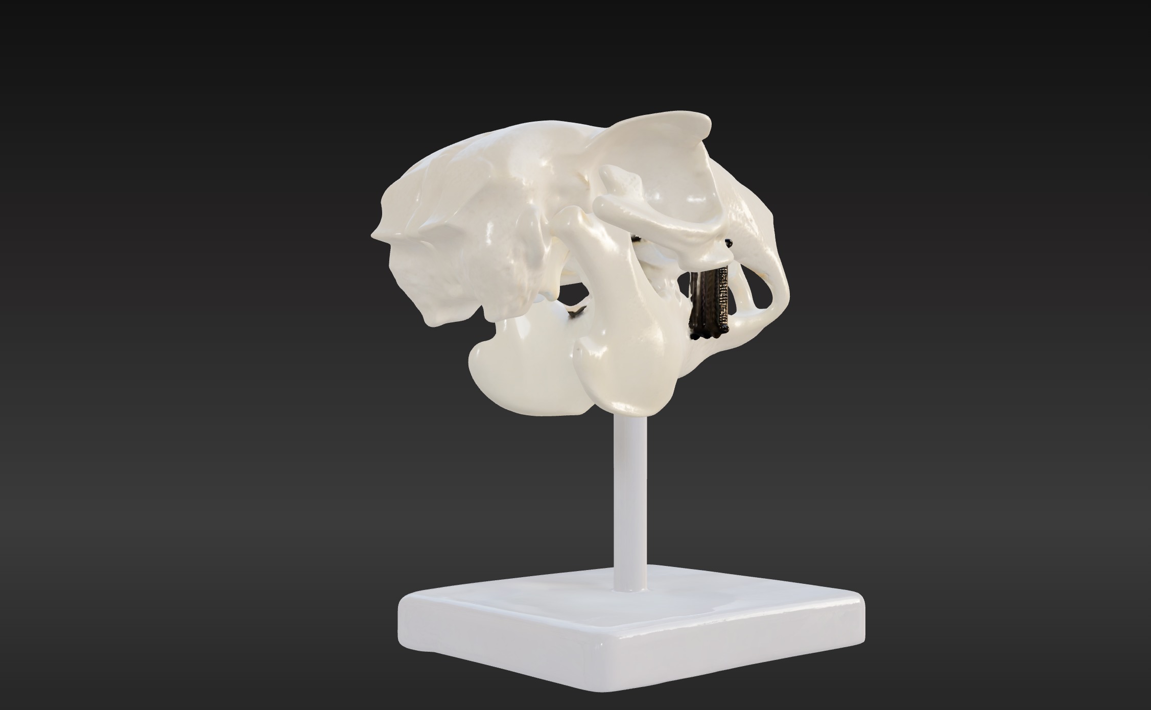 3D Model of Rabbit Skull 3D print model_1