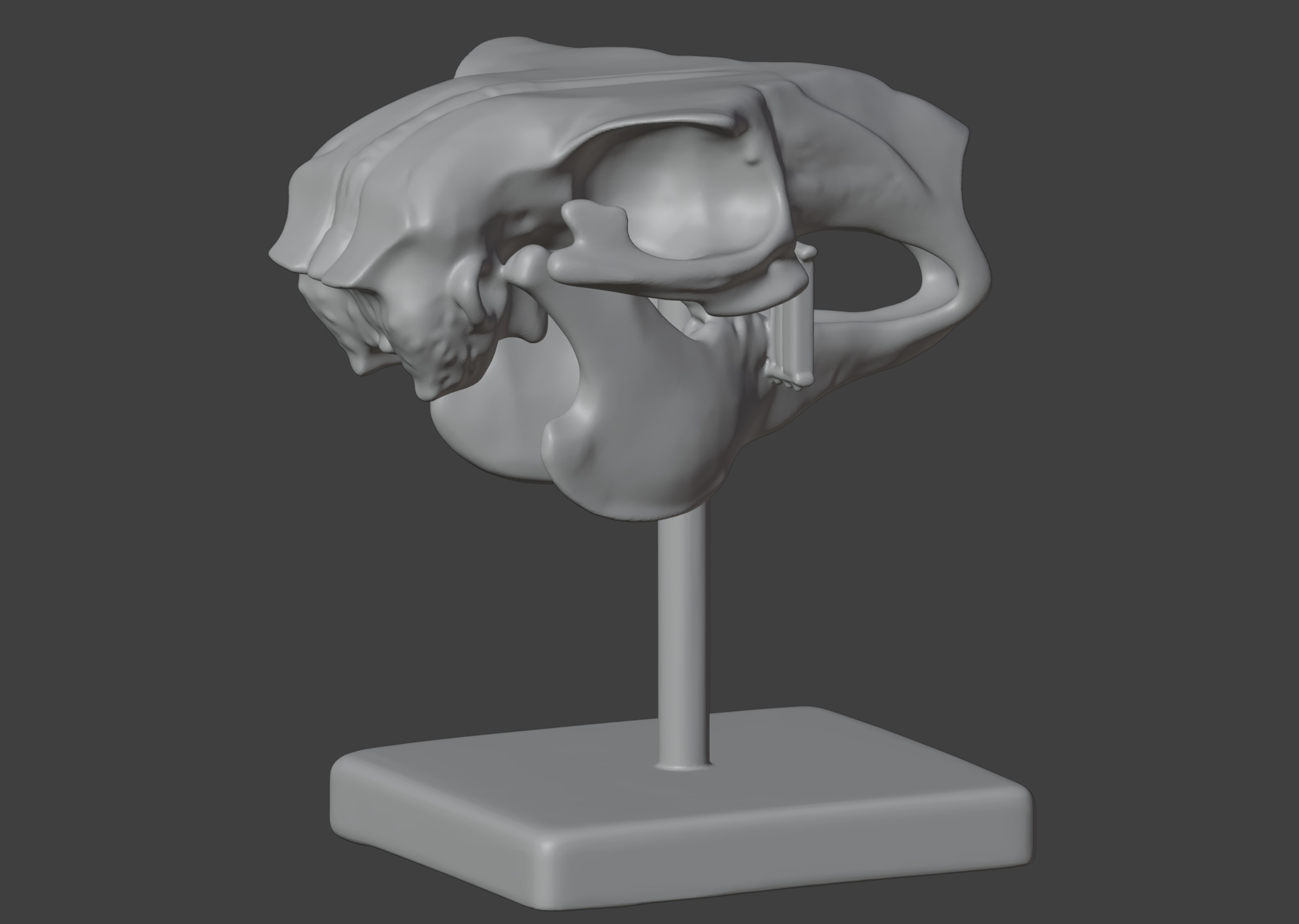 3D Model of Rabbit Skull 3D print model_7