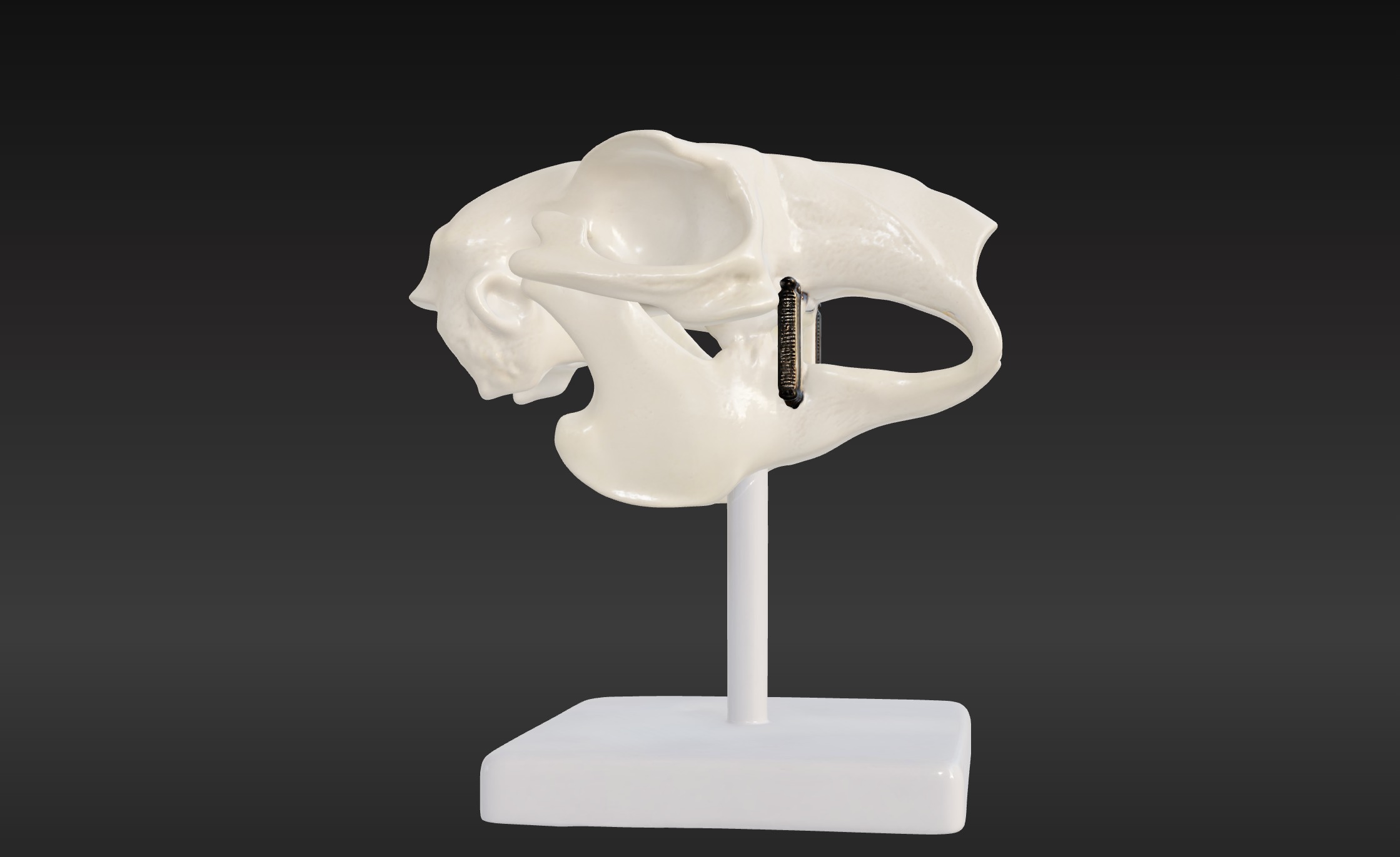 3D Model of Rabbit Skull 3D print model_5